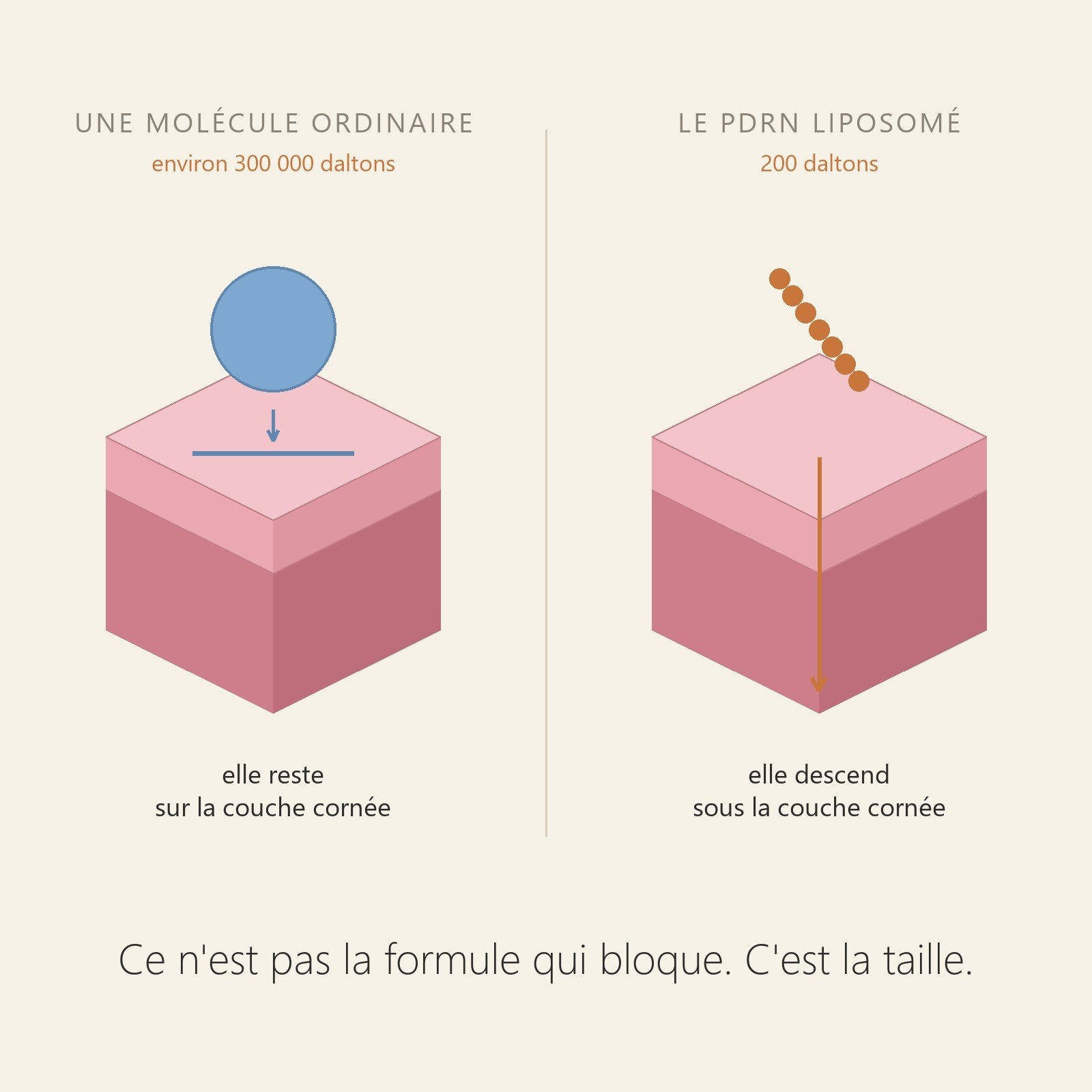 SCHEMA DE PENETRATION